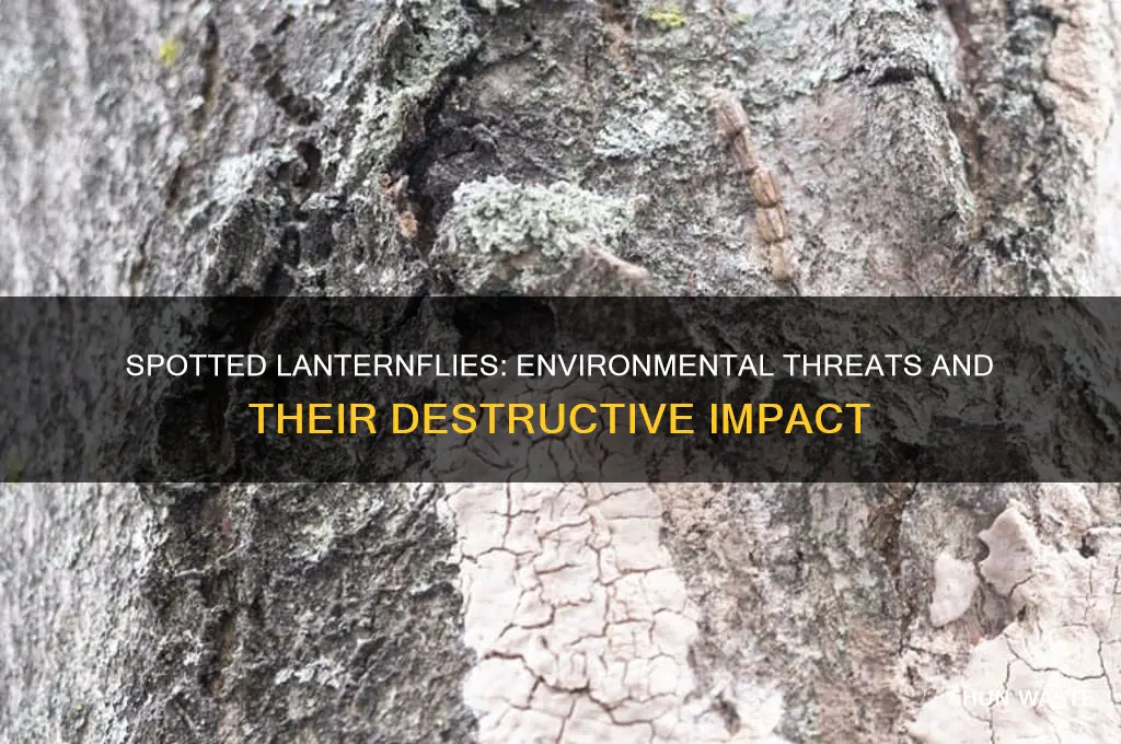 why are spotted lanternflies bad for the environment