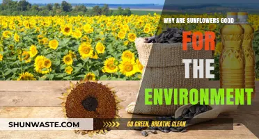 Sunflowers: Eco-Friendly Heroes Boosting Soil, Biodiversity, and Sustainability