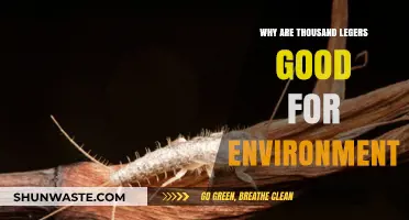 Thousand Leggers: Eco-Friendly Allies Boosting Soil Health and Biodiversity