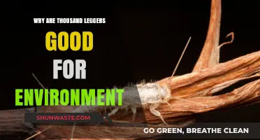 Thousand Leggers: Eco-Friendly Heroes Boosting Soil Health and Biodiversity