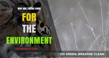 Tigers: Vital Predators Preserving Ecosystems and Biodiversity Health
