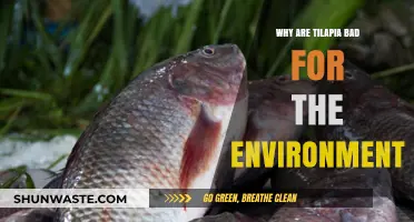 Tilapia's Environmental Impact: Uncovering the Hidden Costs of Farming