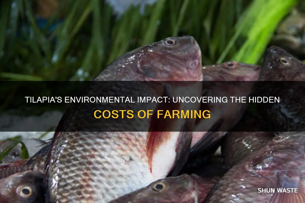 why are tilapia bad for the environment