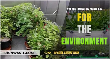 Transgenic Plants: Environmental Risks and Ecological Consequences Explained