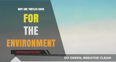 Turtles: Unsung Eco-Heroes and Their Vital Role in Ecosystems