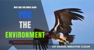 Vultures: Nature's Cleanup Crew and Ecosystem Guardians Explained