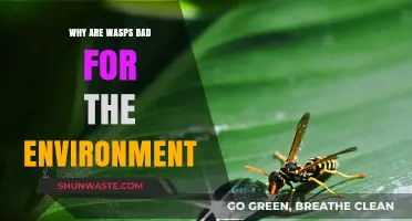 Wasps' Environmental Impact: Harmful Effects on Ecosystems and Biodiversity