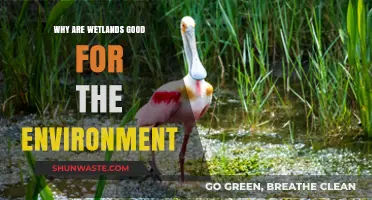 Wetlands: Nature's Lifeline for a Healthier, Sustainable Environment