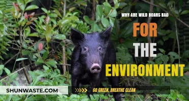 Wild Boars' Environmental Impact: Destructive Habits and Ecosystem Disruption Explained