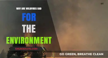 Wildfires' Devastating Impact: How They Harm Our Environment and Ecosystems