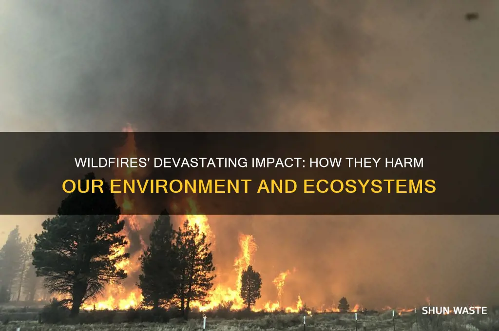 why are wildfires bad for the environment