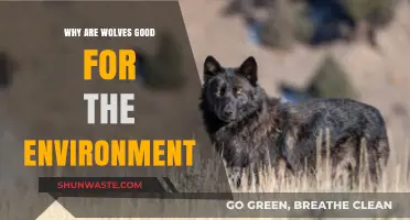 Wolves as Eco-Guardians: Their Vital Role in Balancing Ecosystems