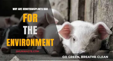 Xenotransplants' Environmental Impact: Uncovering Hidden Ecological Consequences and Risks