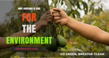 Avocado's Dark Side: Environmental Impact of a Trendy Superfood