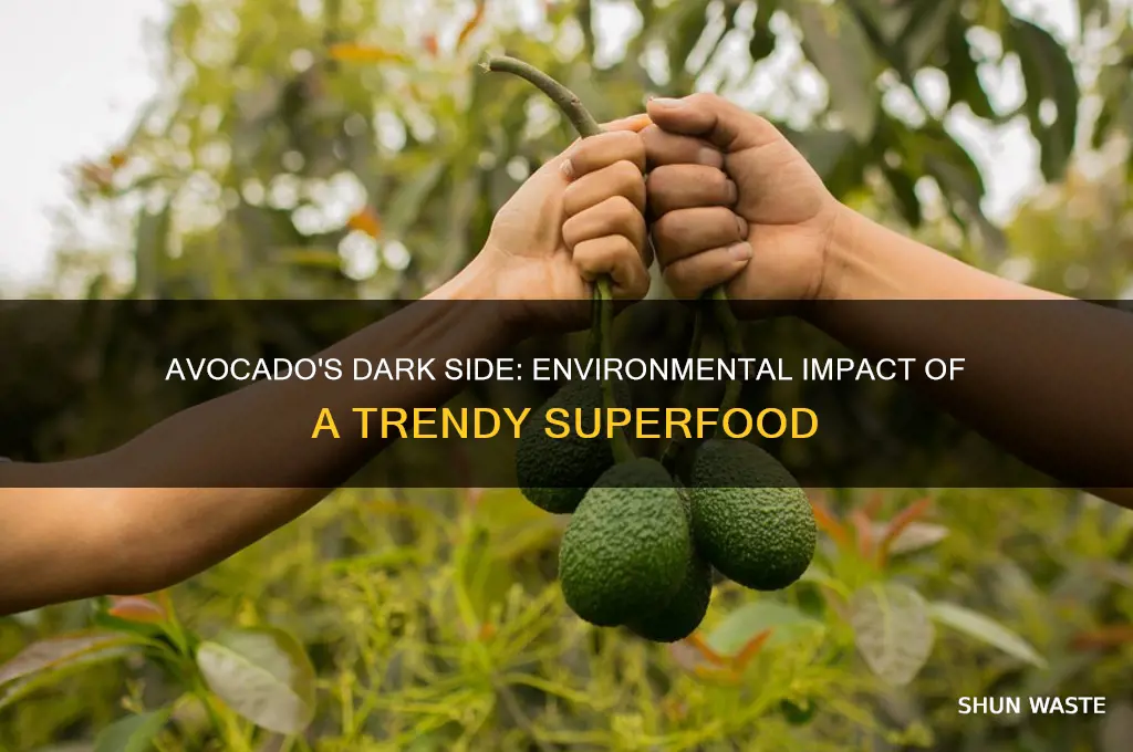 why avocado is bad for the environment