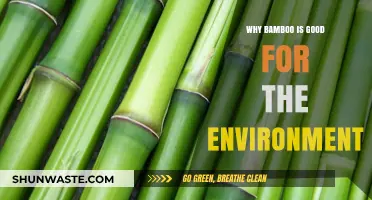 Bamboo's Eco-Friendly Impact: Sustainable Benefits for a Greener Planet