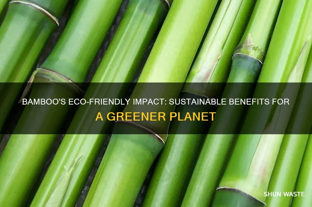why bamboo is good for the environment