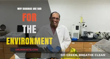 Bananas' Hidden Environmental Impact: Unpeeling the Unseen Ecological Costs