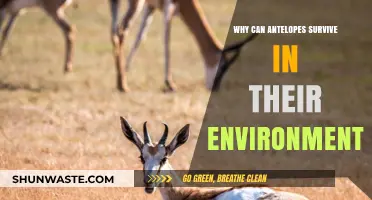 How Antelopes Thrive: Adaptations for Survival in Harsh Habitats