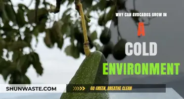 Avocados in Cold Climates: Unlocking Their Surprising Growth Potential