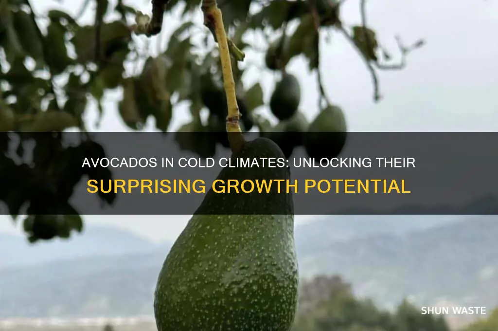 why can avocados grow in a cold environment