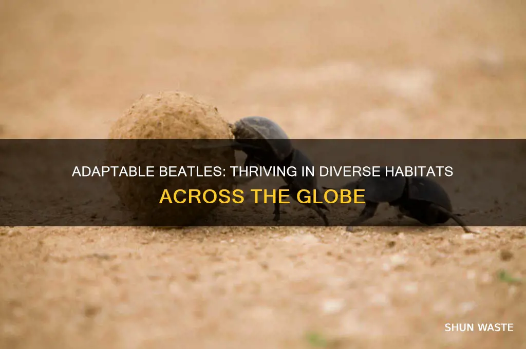 why can beatles live in any environment