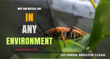 Beetles' Remarkable Adaptability: Thriving in Diverse Ecosystems Worldwide