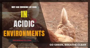 Chickens' Egg-Laying Resilience: Thriving in Acidic Environments Explained