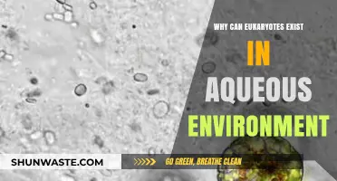 Eukaryotes in Water: Unlocking Survival Secrets in Aqueous Environments