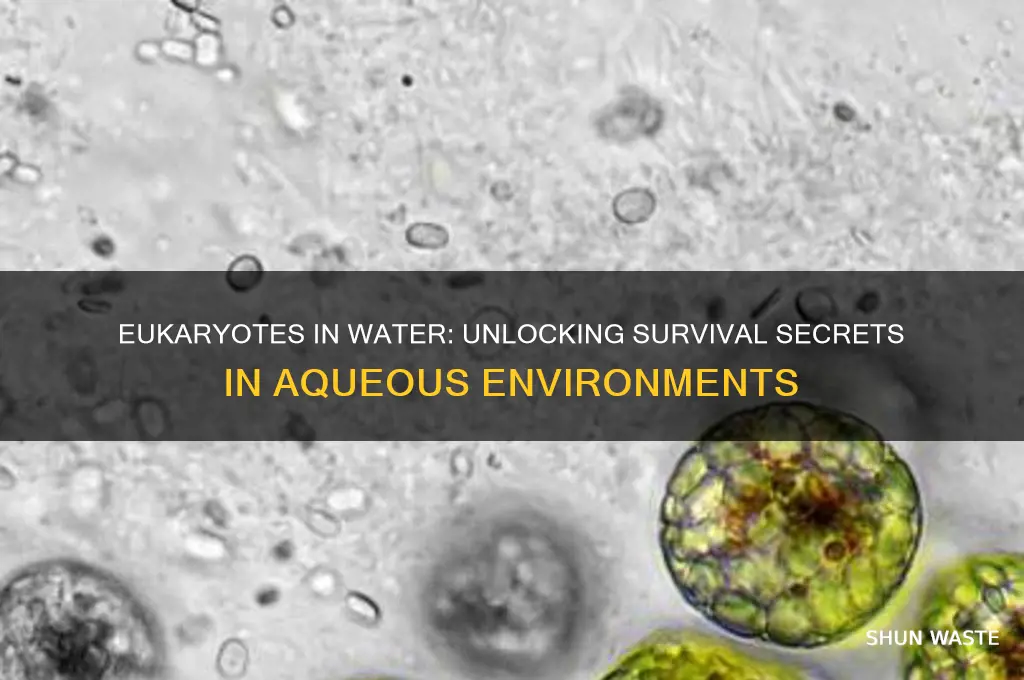 why can eukaryotes exist in aqueous environment