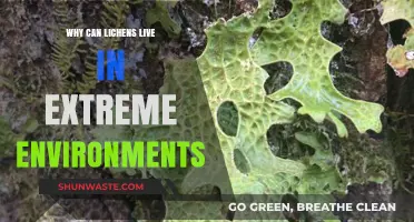 Lichens' Survival Secrets: Thriving in Extreme Environments Explained