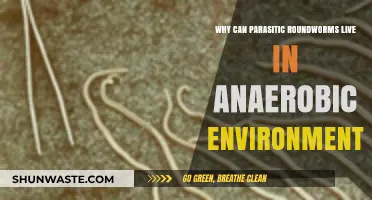 How Parasitic Roundworms Thrive in Anaerobic Environments: Unveiling Survival Secrets