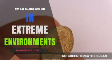 Salinicoccus Survival Secrets: Thriving in Extreme Environmental Conditions