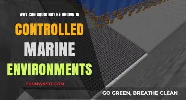 Challenges of Raising Squid in Controlled Marine Environments Explained