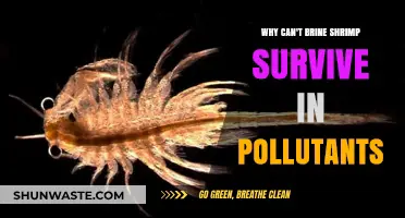 Shrimp's Sensitivity: Unraveling the Mystery of Brine Shrimp's Pollution Vulnerability