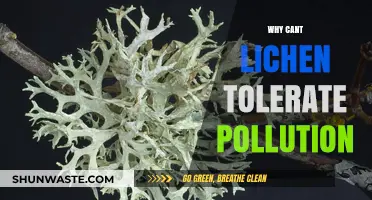 Why Lichens Struggle to Survive in Polluted Environments