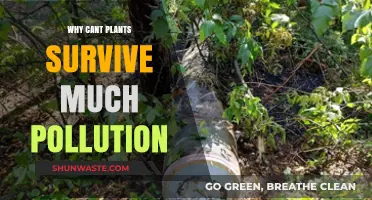 How Pollution Threatens Plant Survival: Understanding the Toxic Impact