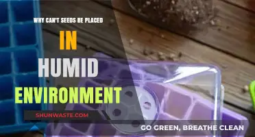 Humidity's Hidden Danger: Why Seeds Struggle in Damp Conditions