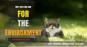 Cats' Environmental Impact: How Felines Threaten Ecosystems and Wildlife