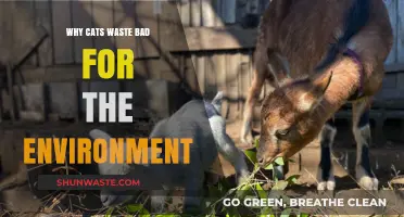 Cat Litter's Hidden Impact: How It Harms Our Environment