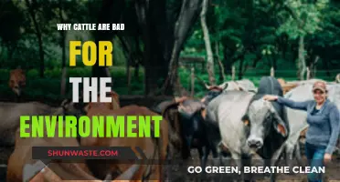 Cattle's Environmental Impact: Uncovering the Hidden Costs of Livestock Farming