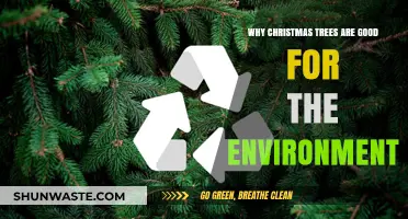 Eco-Friendly Christmas Trees: How They Benefit Our Planet's Health