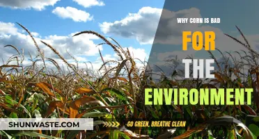 Corn's Environmental Impact: Unsustainable Practices and Ecological Consequences Explained