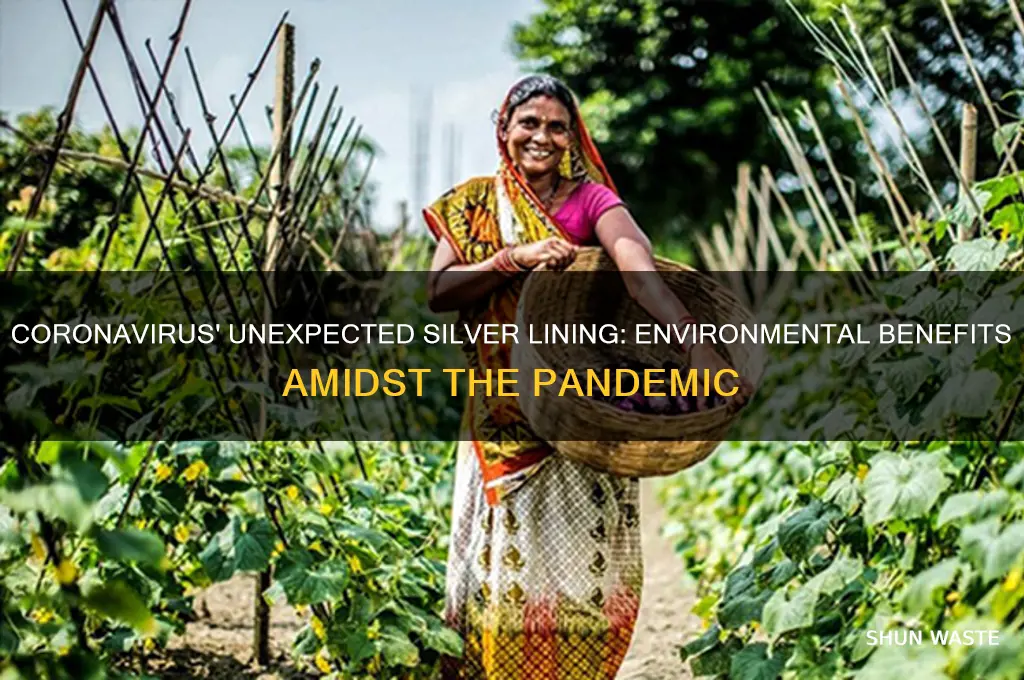why coronavirus is good for the environment