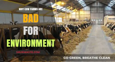 Cow Farms' Environmental Impact: Pollution, Deforestation, and Climate Change