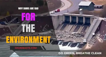Dams' Hidden Costs: Environmental Destruction and Ecosystem Disruption Explained
