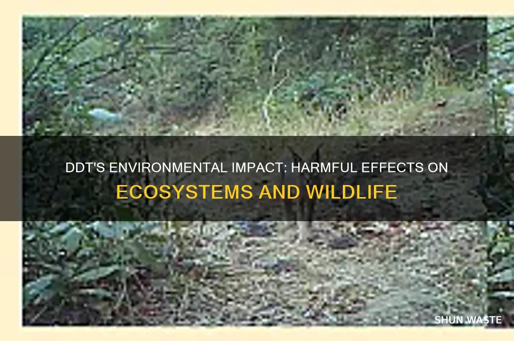 why ddt is bad for the environment