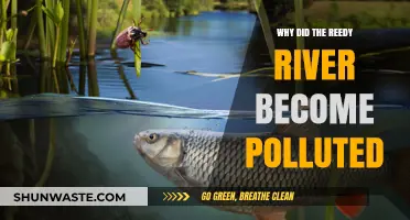How Human Activity Polluted Greenville's Reedy River: A Historical Overview