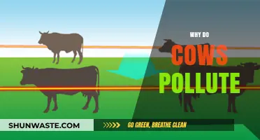 Cows and Climate Change: Uncovering the Surprising Environmental Impact
