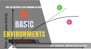 How Acidic and Basic Conditions Disrupt Enzyme Functionality